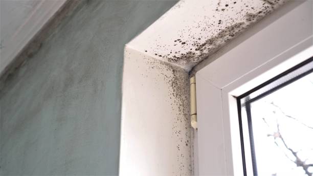 Best Mold Remediation for Specific Building Types in USA